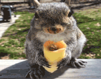 squirrel eating GIF