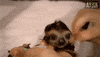 baby animals sloth GIF