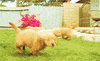 Golden Retriever Running GIF