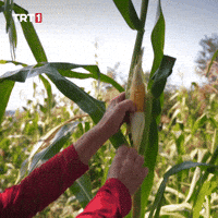 Look Eat GIF by TRT