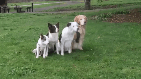 Golden Retriever Dog GIF