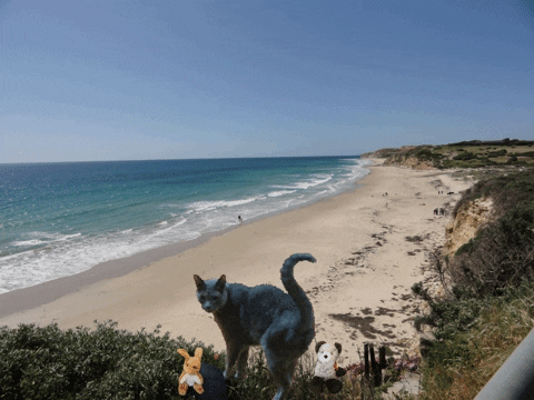 lynettearden giphygifmaker giphyattribution cat traveller on the beach in south australia GIF