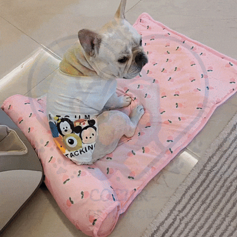 Tapis rafraîchissant pour chien