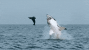Discovery GIF by Shark Week