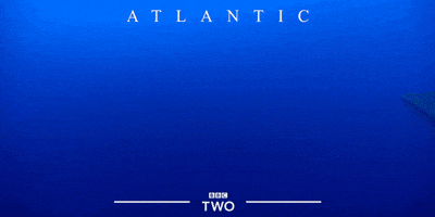 bbc two fish GIF by BBC