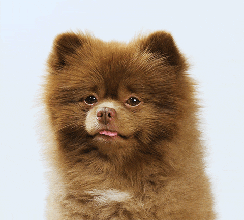 Dog Pomeranian GIF by Bertie The Pom