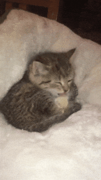 chick licking GIF