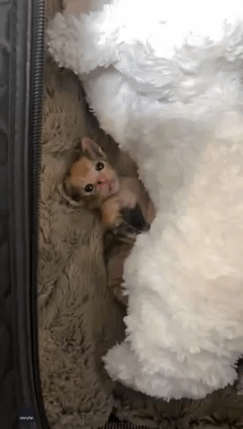 Adorable Rescued Kitten Cries Out for Her Foster M