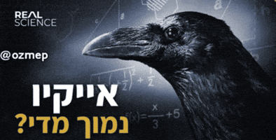 Crow Hebrew GIF