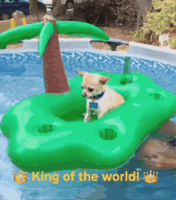 Dog Puppy GIF