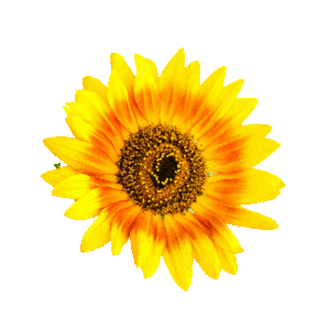 Sunflower Sticker by sunnylabel