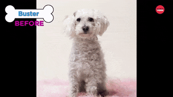 Dog Grooming GIF by BuzzFeed