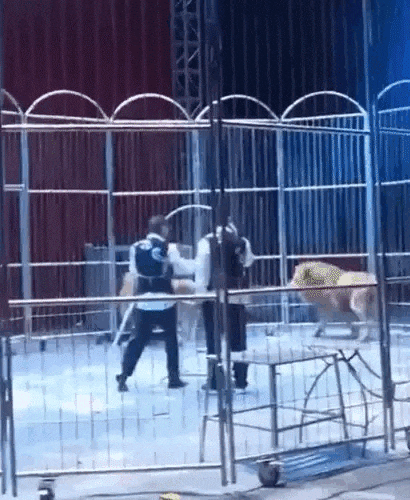 cuteanimalland giphyupload GIF