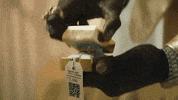 marriage engagement ring GIF by expensify