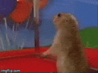 Groundhog Day What GIF
