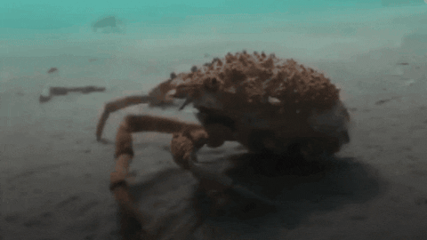 CreatureFeatures giphygifmaker japanese spider crab GIF