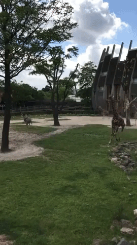 Antelope Stuns Zoo Visitors by Tackling Giraffe