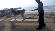 skate simba GIF