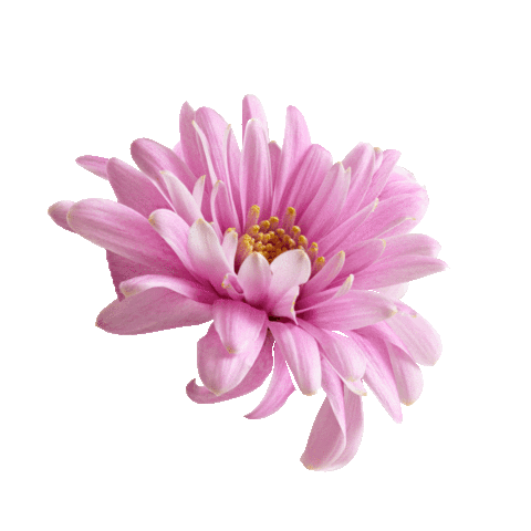 Pink Flower Sticker