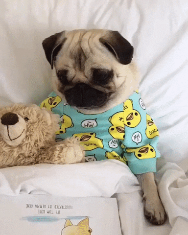 night pug GIF