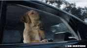 super bowl dog GIF by SB Nation