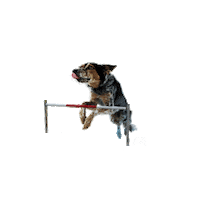 Jumping Top Dog Sticker by A&E