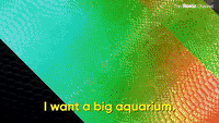 I Want A Big Aquarium