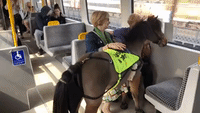 UK's First Ever Guide Horse Rides Newcastle Metro on Training Day