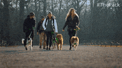 The Pack Dogs GIF by Amazon Prime Video