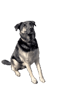 Top Dog Sticker by De Graafschap Dierenartsen