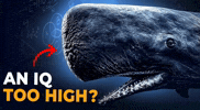 Ocean Whale GIF