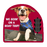 Happy Birthday Dog Sticker by Awesome Pawsome Treats