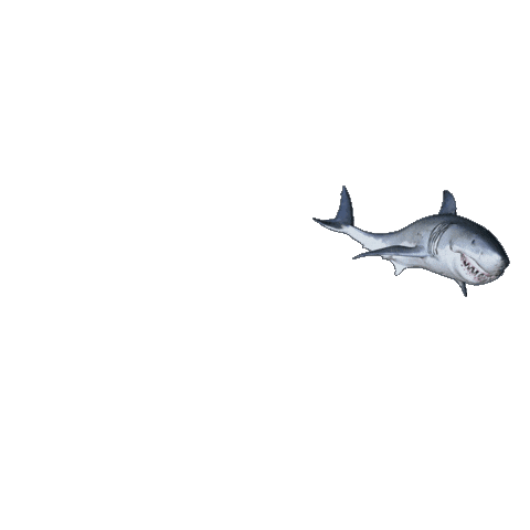 Ocean Shark Sticker by Diamond Films Latam