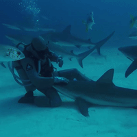 Apprentice 'Shark Whisperer' Shows Hypnotic Skills