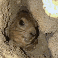 Scream Yell GIF