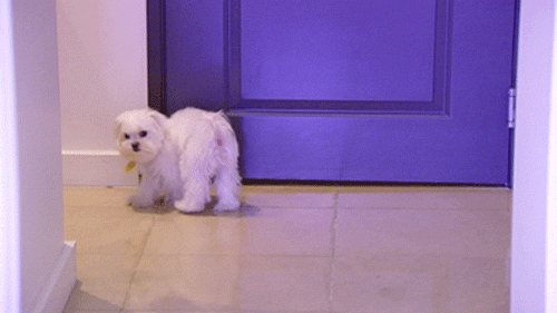 shahs of sunset puppy GIF by RealityTVGIFs