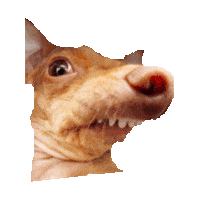 ugly STICKER by imoji