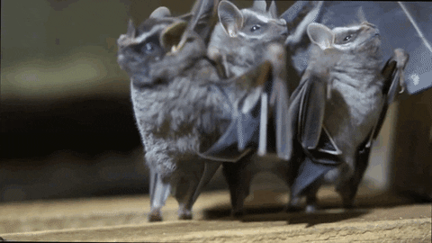 bats GIF