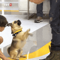 Dogs Kopek GIF by TRT