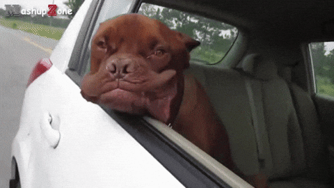 dog GIF