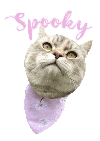 Cat Beauty Sticker