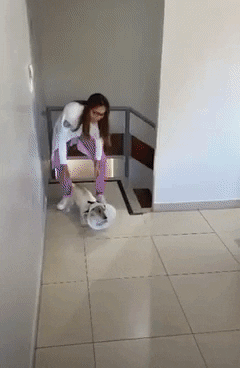 cuteanimalland giphyupload GIF