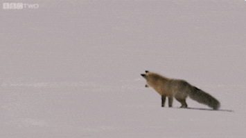 Wildlife gif. Snow fox stares at a spot in the snow and leaps high, plunging into the snow face first.