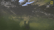 National Geographic River GIF by Nat Geo Wild