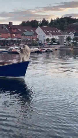 Alaskan Dog Howls Across Norwegian Harbor