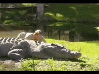 Crocodile GIF