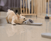 GhostHuang dog life bulldog frenchbulldog GIF