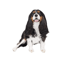 Happy Cavalierkingcharlesspaniel Sticker