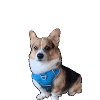 Corgi Milo Sticker