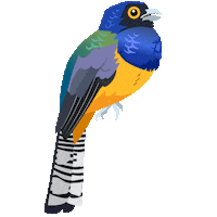 Amazon Bird Sticker